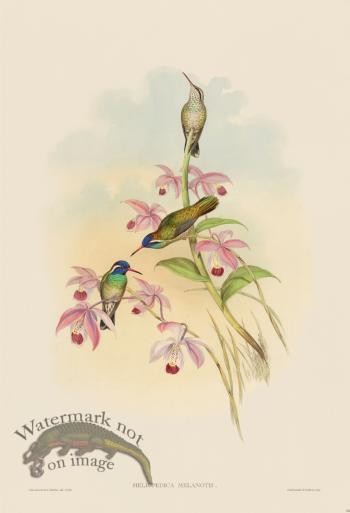 Gould Hummingbird 064